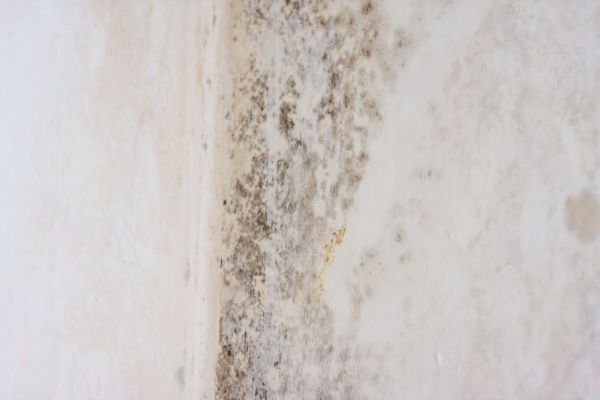 White Mold Mitigation - White Mold Mitigation Mount Juliet, Tennessee