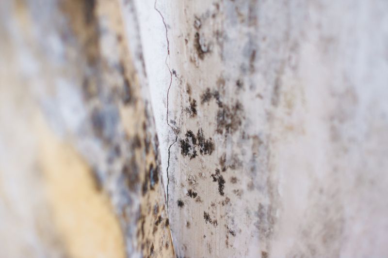 Black Mold Remediation in Fort Worth, TX