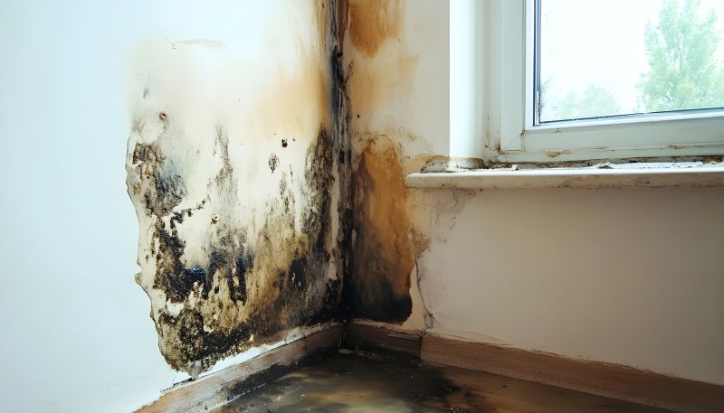 Black Mold Remediation in Boca Raton, FL
