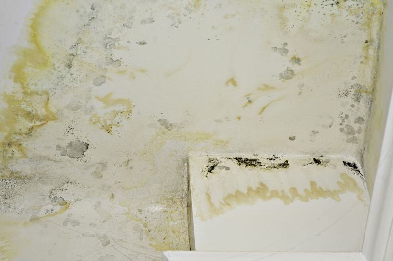 Ceiling Mold Removal in West Palm Beach, FL