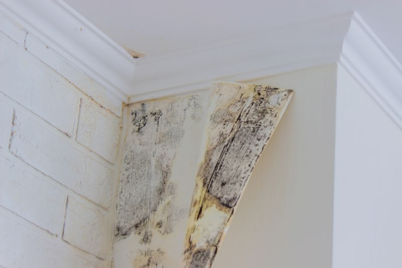 Ceiling Mold Removal in Jupiter, FL