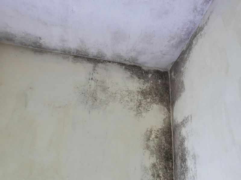 Garage Mold Remediation in Frisco, TX
