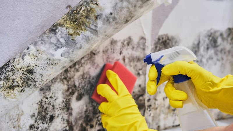 Mold Removal in Broward County, FL