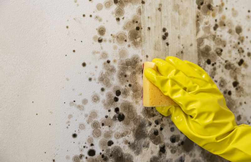 Mold Restoration in Boca Raton, FL
