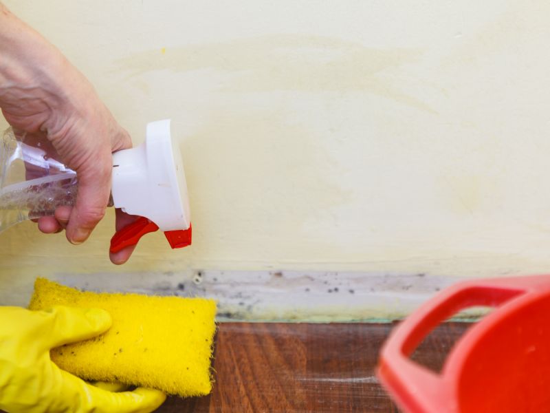 Mold Restoration in Fort Lauderdale, FL