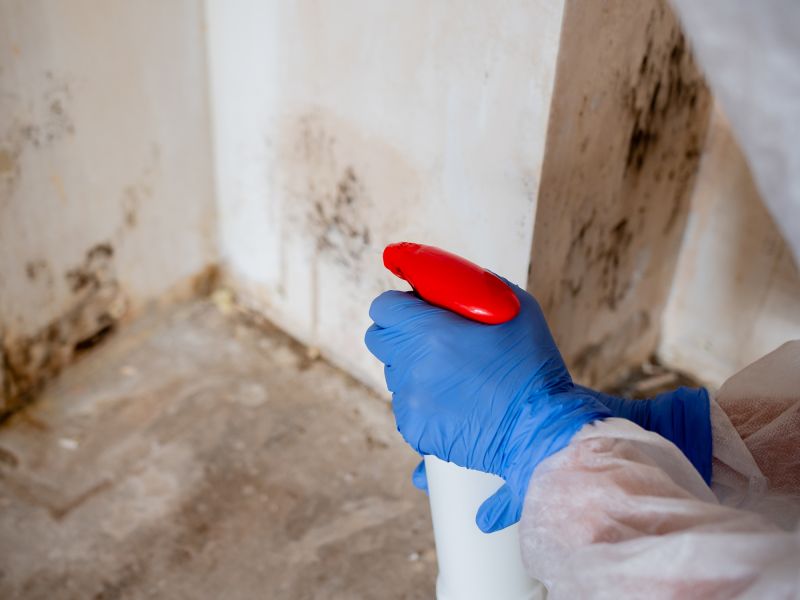 Mold Treatment Service in Frisco, TX