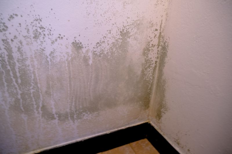 Mold Treatment Service in Bergen County, NJ