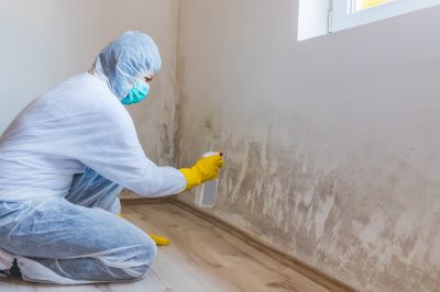 White Mold Mitigation in Essex County, NJ