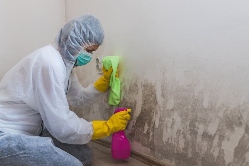 Effective Mold Removal