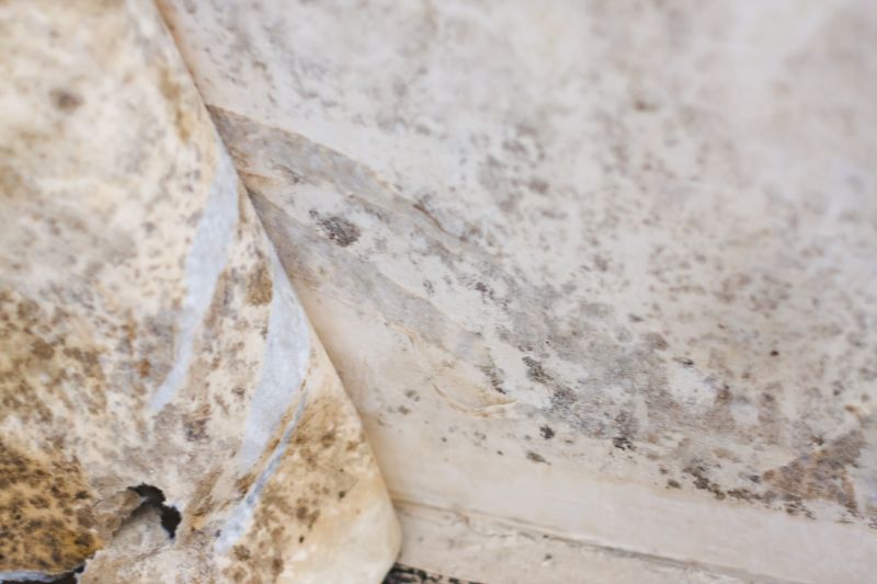 Completed White Mold Mitigation Project